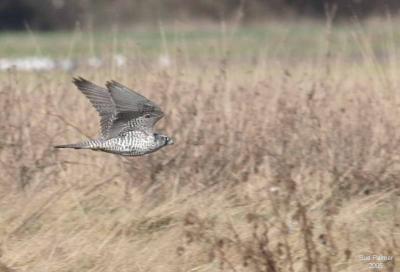 1-28 gyrfalcon 4970.jpg