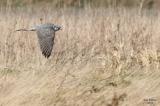 1-28 gyrfalcon 4966.jpg