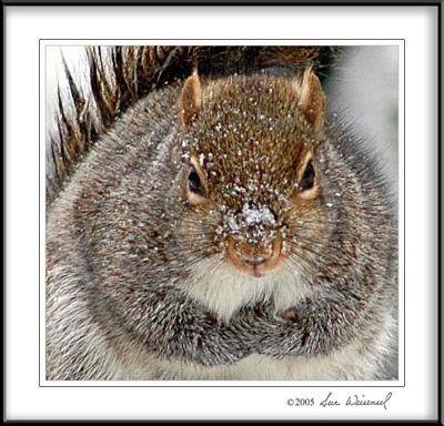 u16/sue_w/medium/38910895.DSC_2371SquirrelFaceOnSoft.jpg
