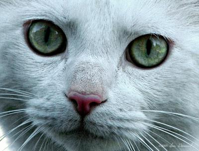 u16/sue_w/medium/42071155.DSC_3970WhiteCatCropped.jpg