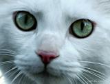 Peeping Tom (BuZZed)