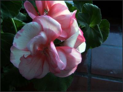 Pink--White-Geranium