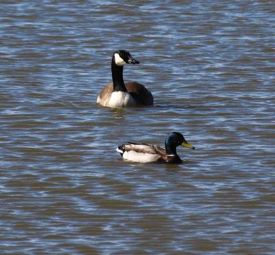 Geese cropped from original picture