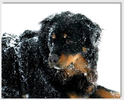 snow-dog
