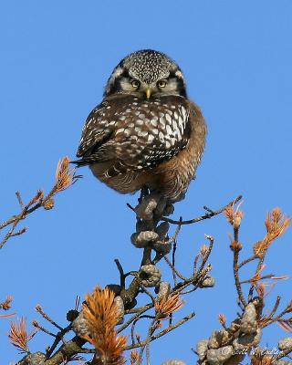 Northern Hawk Owl