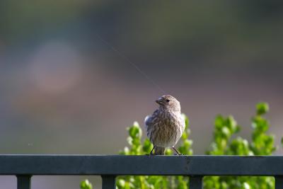 String attached ;-)