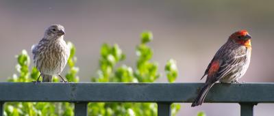 House Finch Couple