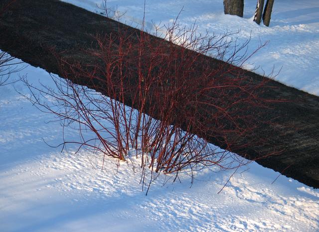 23--WinterPA.jpg