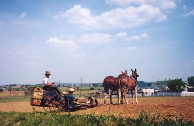 Amish Tobacco Planting