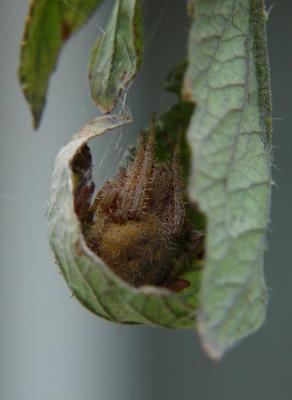 1467-tomato spider.jpg