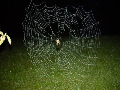 1472-rain web.jpg