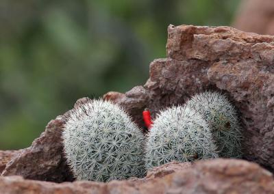 Mammilaria Cactus