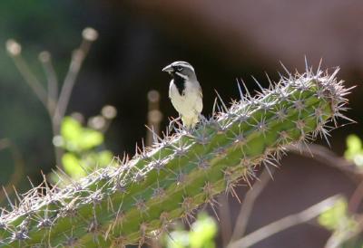 Black-throated Sparrow