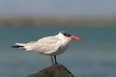 Caspian Tern, adult winter