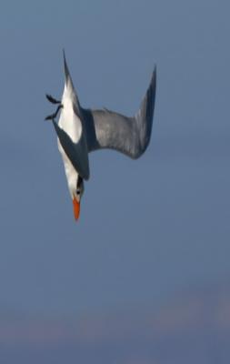 Royal Tern, diving