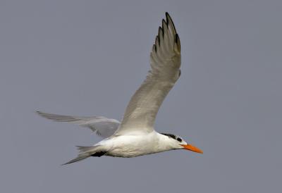 Royal Tern, flying
