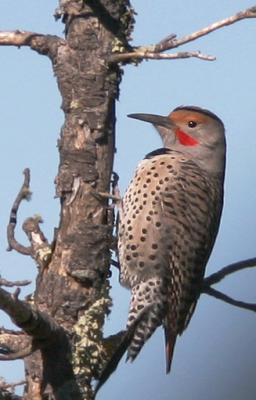 Northern Flicker, male Red-shafted