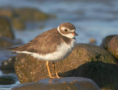 Semipalmated Plover