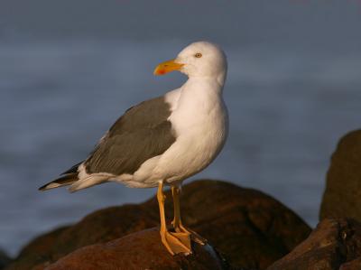 Yellow-footed Gulls