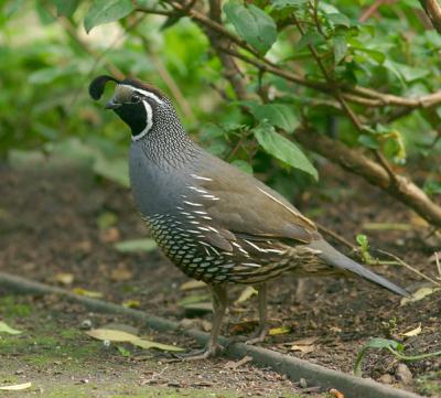 California Quail, male