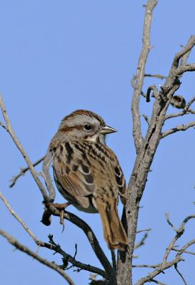 Song Sparrow