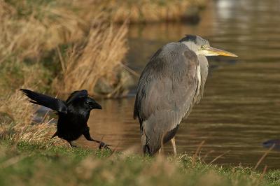 Grey Heron & Crow