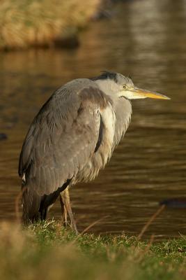 Grey Heron