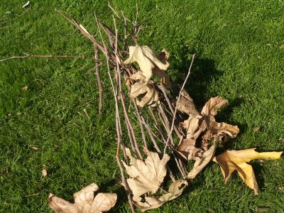 Blair Witch Project?