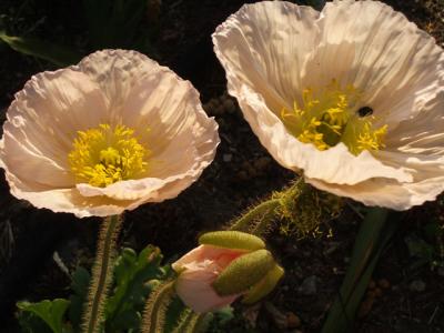 u16/themarmot/medium/42180314.more_poppies.jpg
