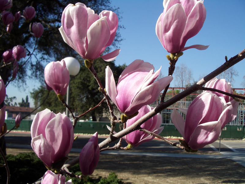 Magnolias #3