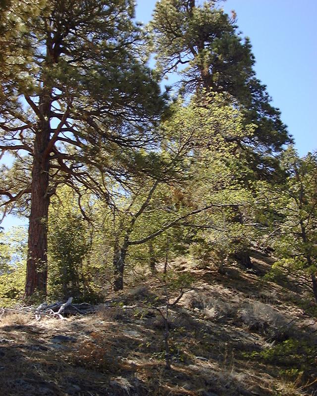 Ponderosa and Black Oak
