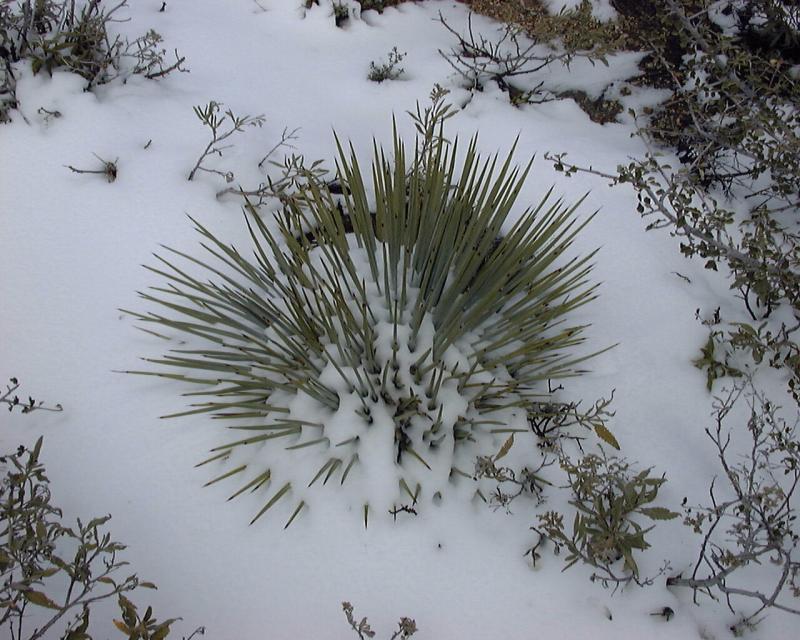 Yucca, Mount Gleason