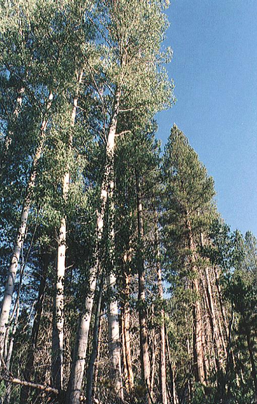 Aspens, Blaney Hot Springs