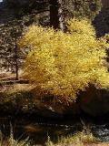 Alder, Fall Colors, Rock Creek