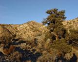 Pinyon