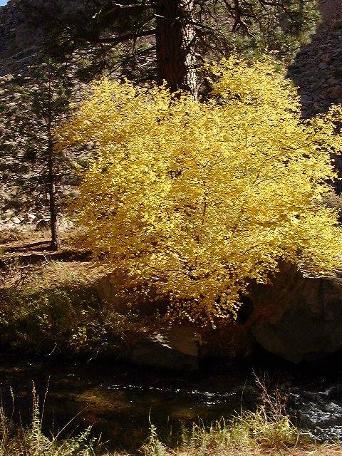 Alder, Fall Colors, Rock Creek
