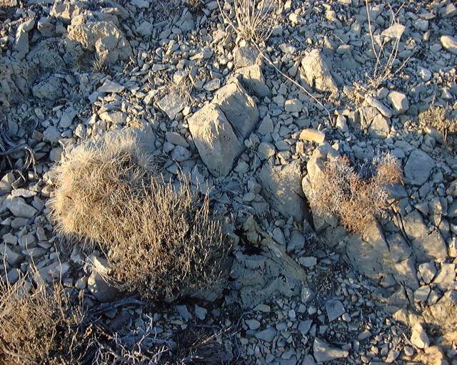 Cactus and Limestone