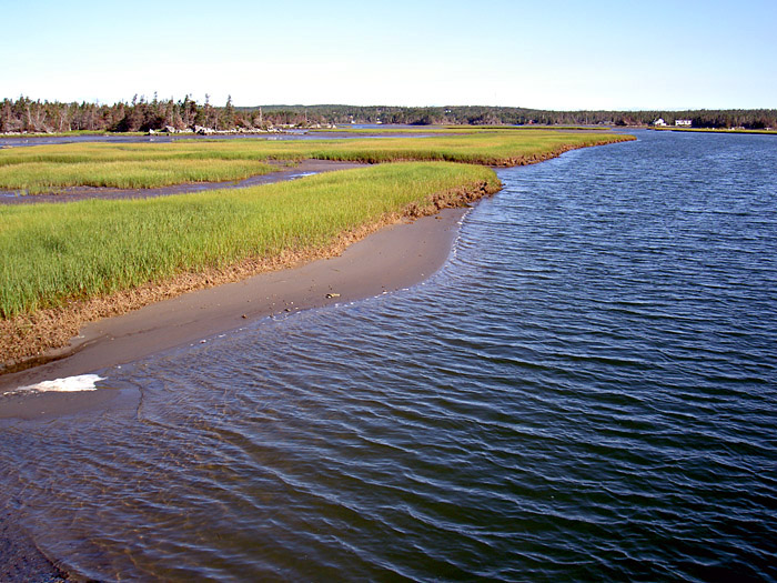 Salt Marsh.