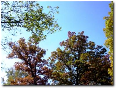tree-2