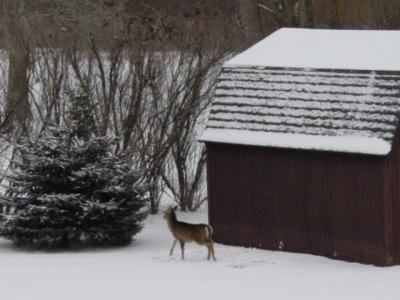 hungry deer in back yard