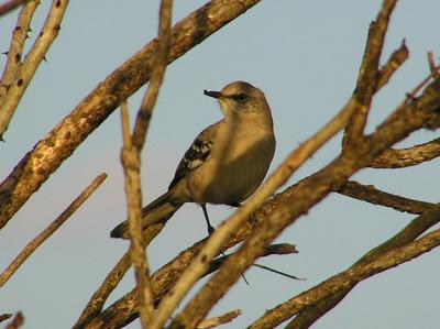 11-26-04 Mockingbird.jpg