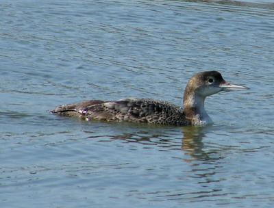 01-25-05 loon2.jpg