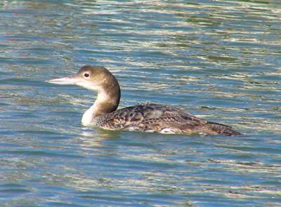 01-25-05 loon3.jpg