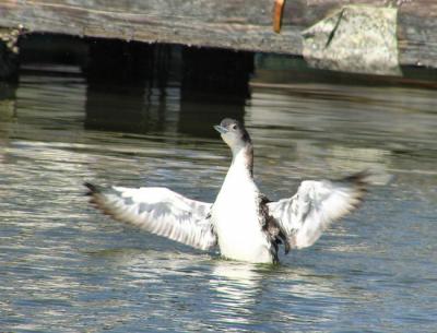 01-25-05 loon5.jpg