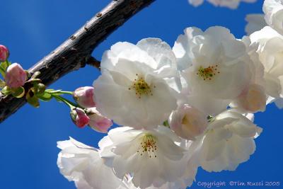 29041 - Cherry Blossoms