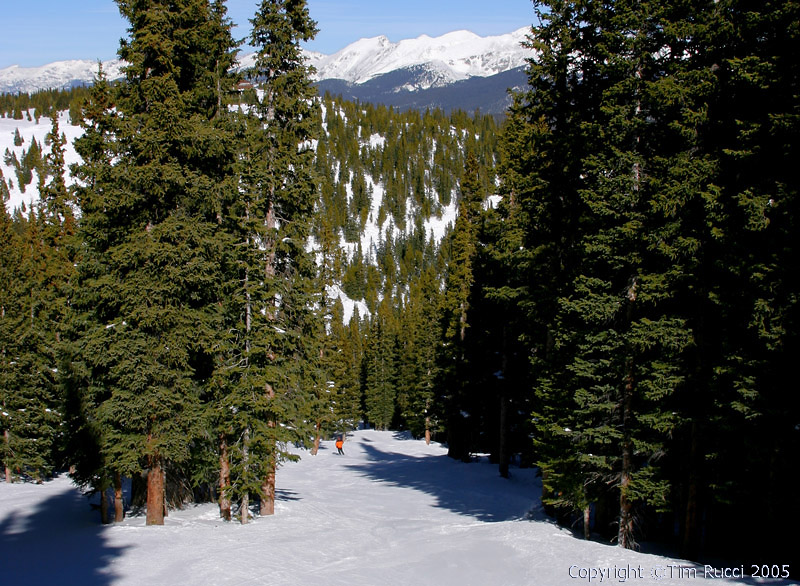 20581 - Skiing through the glades, back to timberline lift