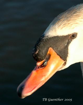 u16/timbg/medium/42042752.DSC_0576.jpg