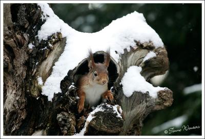 Snowy Squirrels