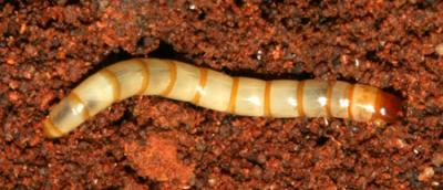 Tenebrionidae larva