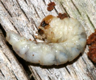 Lucanidae larva